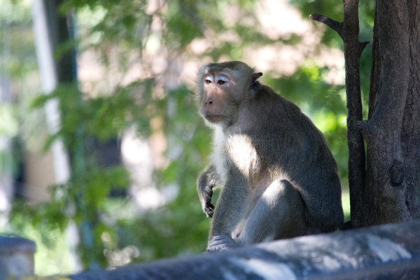 可爱的猴子图片下载