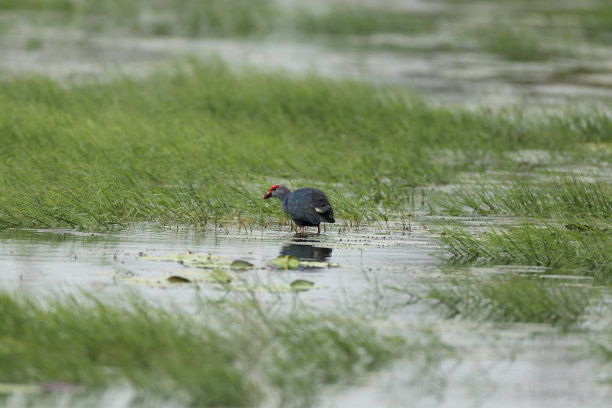 紫色Swamphen图片下载