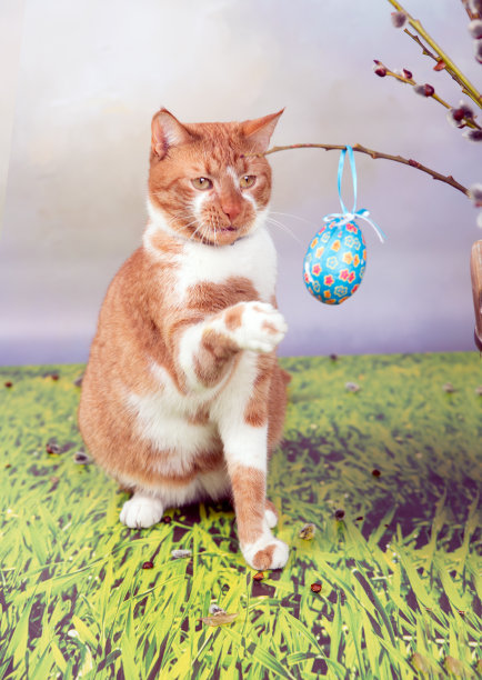 复活节的猫图片下载