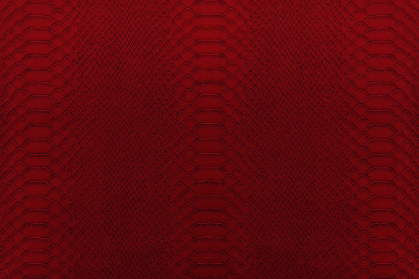 红色的爬行动物图片下载