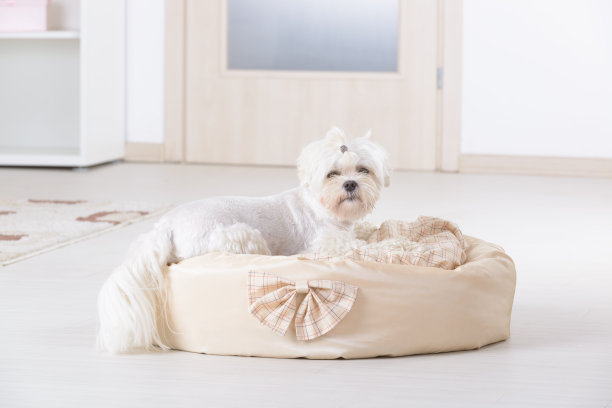 狗在狗的床上图片下载