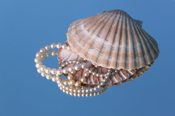 自然金星壳图片下载