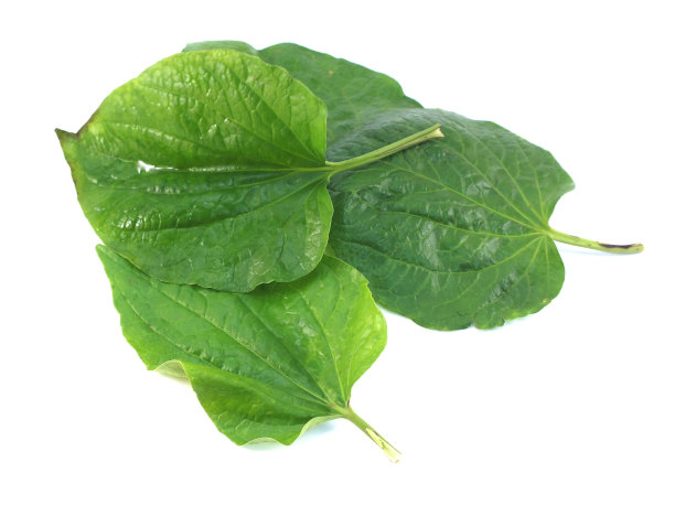 在白色背景上孤立的槟榔叶图片下载