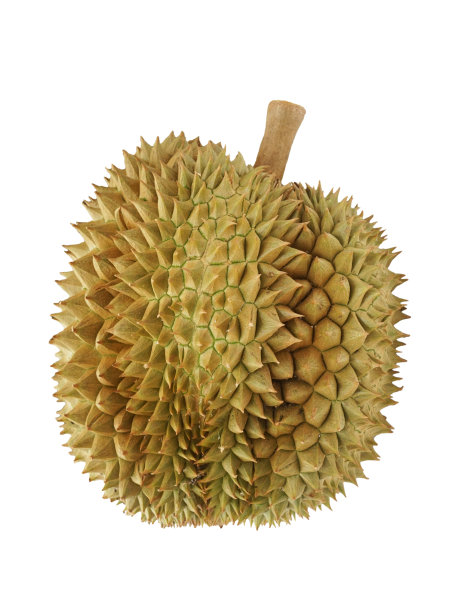 成熟榴莲(水果之王)图片下载
