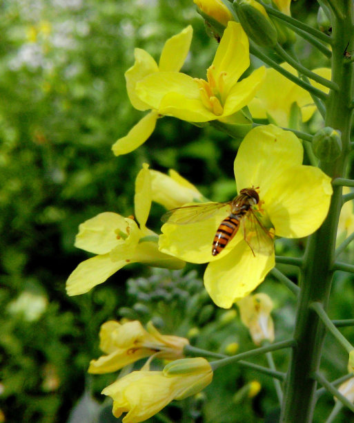 蜜蜂的时间图片下载