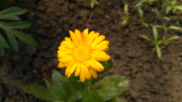 花和地球图片下载