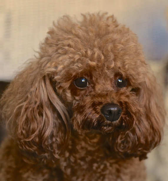 贵宾犬的肖像图片下载