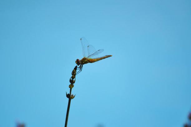 蜻蜓,蜻蜓图片下载