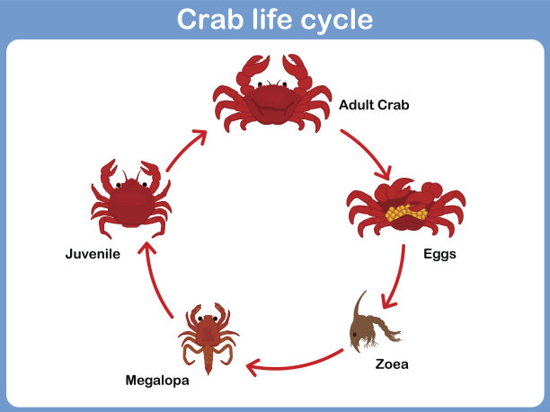 矢量循环的螃蟹为孩子图片下载