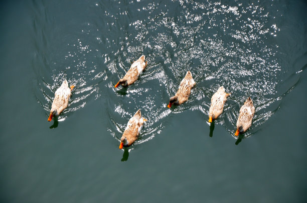 鸭子在河上游泳图片下载