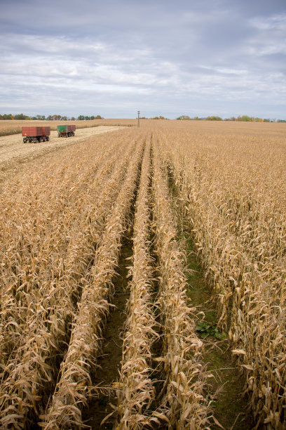 玉米田图片下载