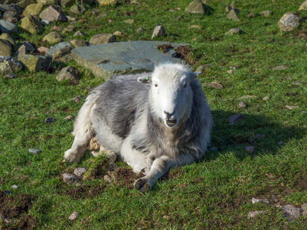 赫德威克绵羊躺在湖边看着摄像机素材图片