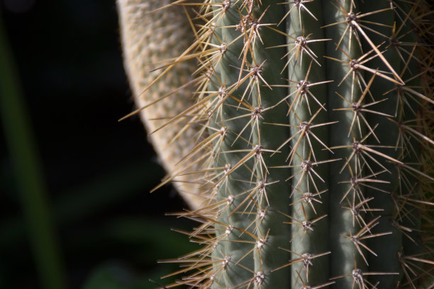 仙人掌刺图片下载