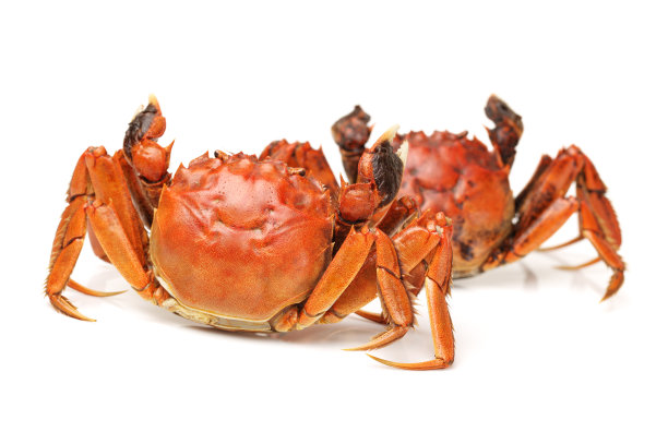 煮熟的蟹孤立在白色背景图片下载