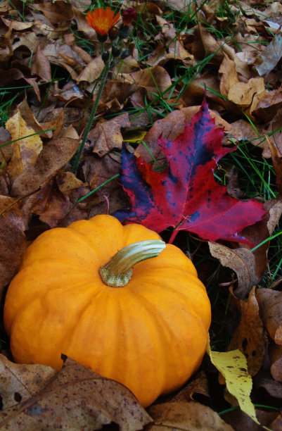 小南瓜图片下载