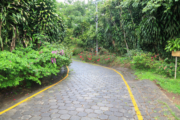 热带森林里的路图片下载