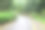 热带森林里的路图片下载
