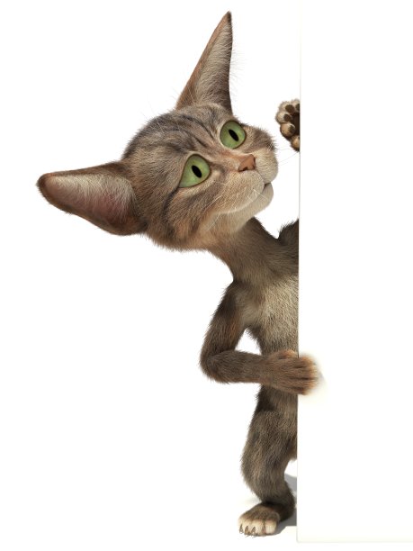 毛绒绒的小猫在一个空白的标志中窥视图片下载