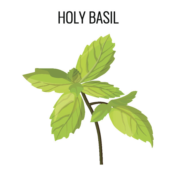 神圣的罗勒孤立茎与绿叶图片下载