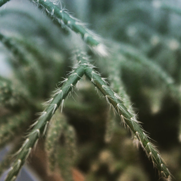 的植物图片下载