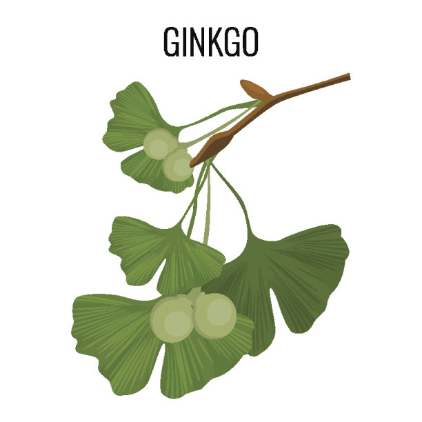 银杏叶荚具绿叶孤立在白色上图片下载