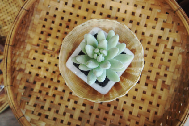 多汁的植物图片下载