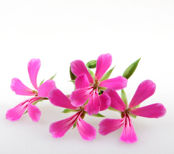 天竺葵花孤立在白色背景图片下载