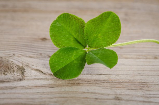 幸运的四叶三叶草孤立在木制背景上图片下载