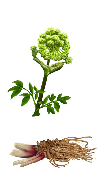 草药花园当归图片下载
