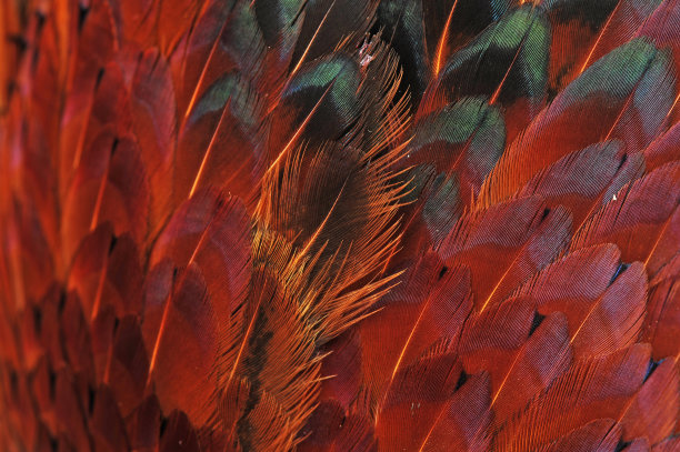 纹理野鸡羽毛图片下载