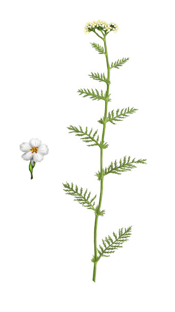 医学草药蓍草图片下载