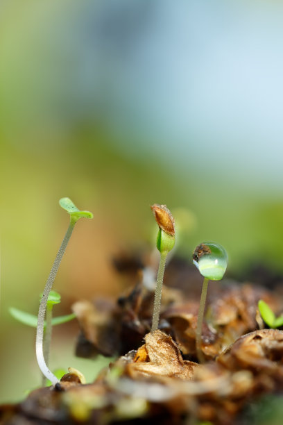 雨后的春天，桦树的幼芽特写图片下载