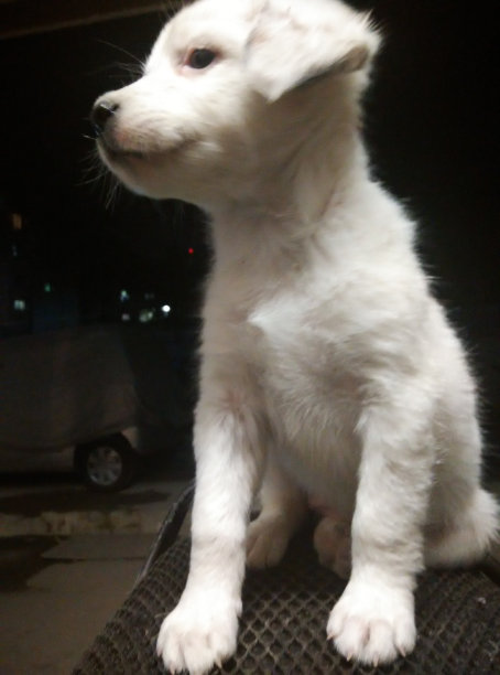 白色的狗宝宝图片下载