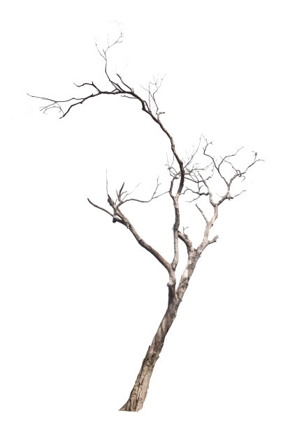 白色背景上一棵枯死的老树图片下载