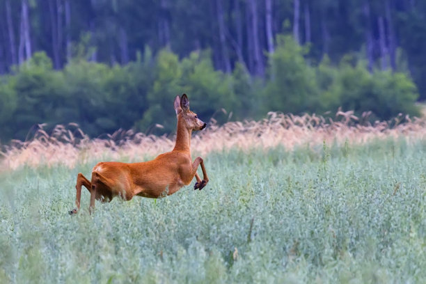 在空地上奔跑的鹿图片下载