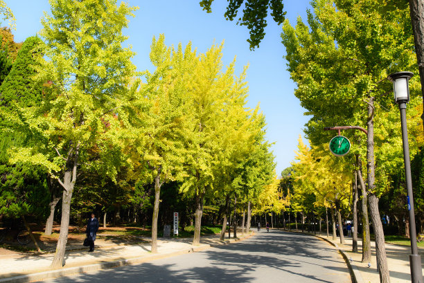 秋天的树巷图片下载