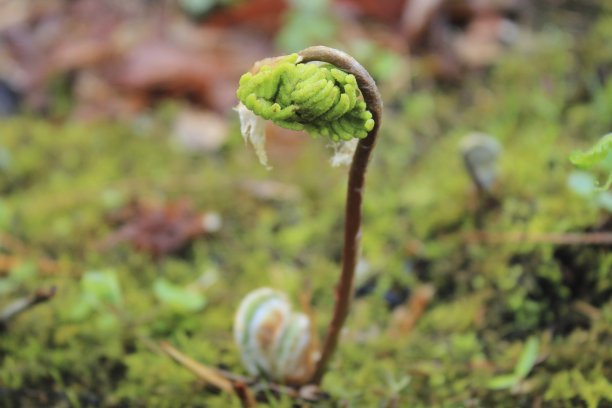 野生蕨类植物图片下载