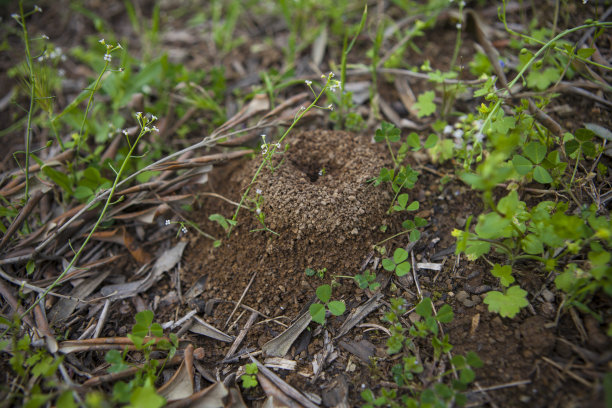 蚂蚁在农田里挖洞图片下载