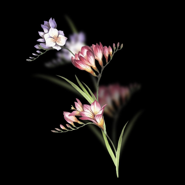 手绘水彩小苍兰花束插画素材图片