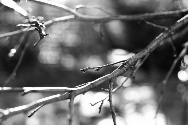 黑色和白色树枝与光漏背景图片下载