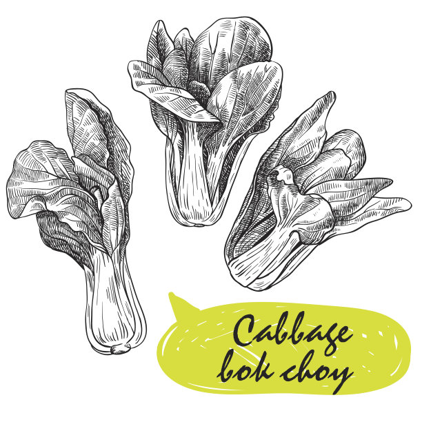 卷心菜白菜。收获图片下载