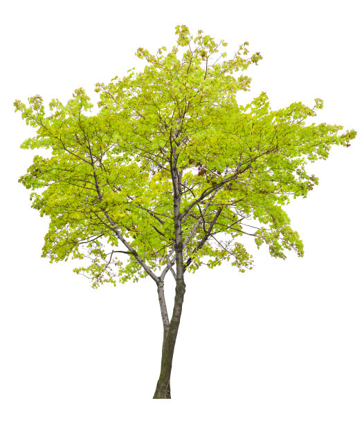 孤立的单一绿色枫树图片下载