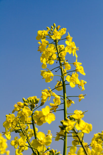 菜籽油/油菜的花朵图片下载