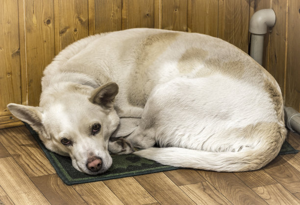 白狗累了图片下载