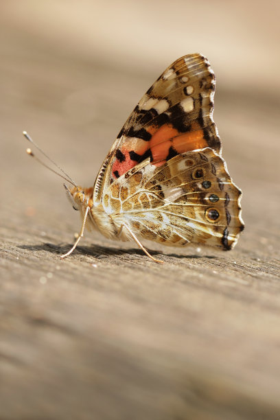 彩绘蝴蝶夫人-凡妮莎卡杜图片下载