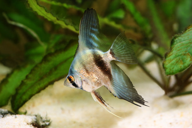 蓝色青少年银神仙鱼，翼叶鳞观赏鱼图片下载