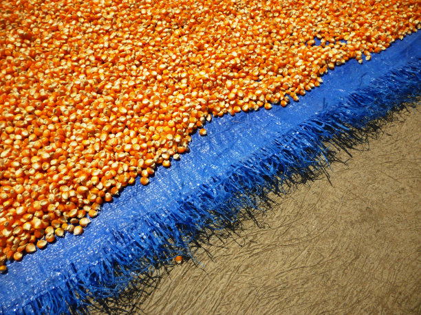 玉米棒图片下载