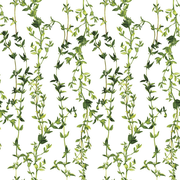 有百里香分枝的无缝模式图片下载
