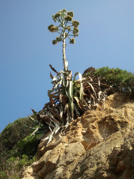 小布什大图片下载