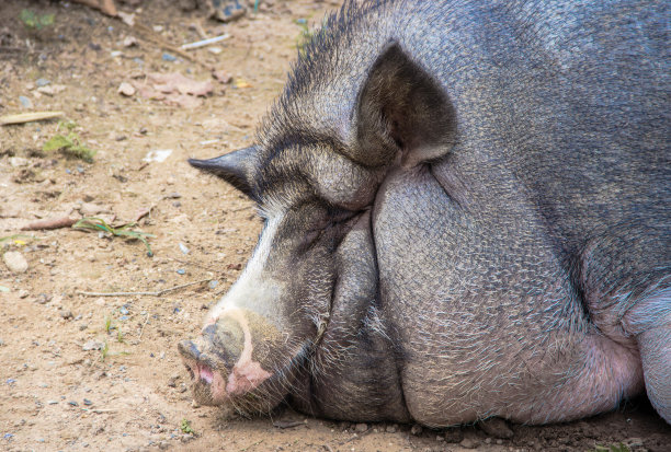 野猪睡在地上图片下载